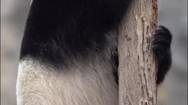Giant pandas love to climb trees