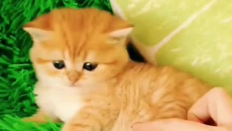 Cute little cat, I don't like that he is touched