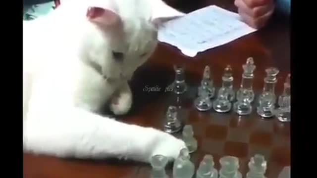 Caty Playing Chess