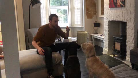 Bewildered dog amazed by magic trick