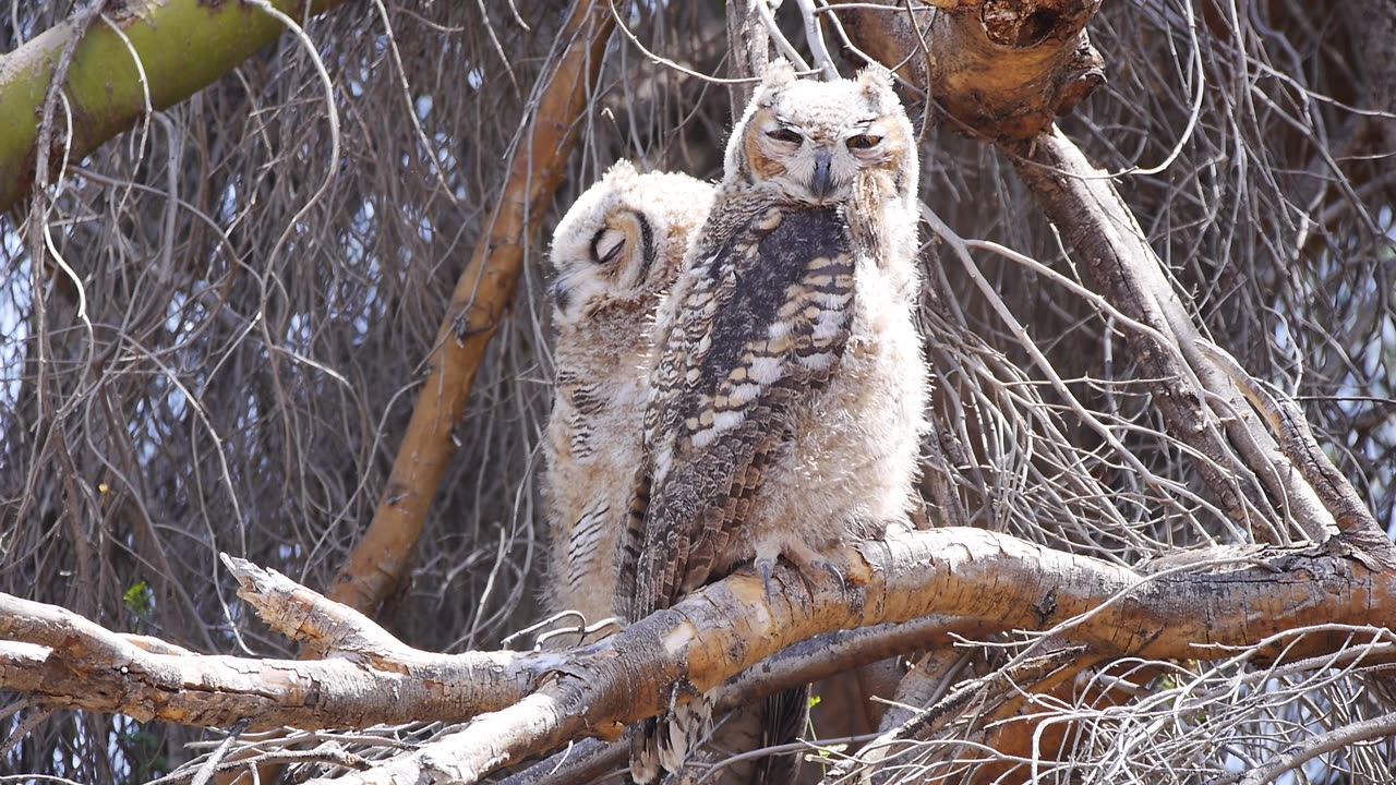 Great Horned Fledglings