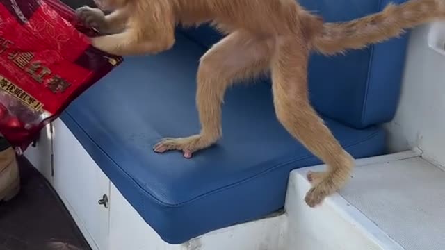 The yellow monkey