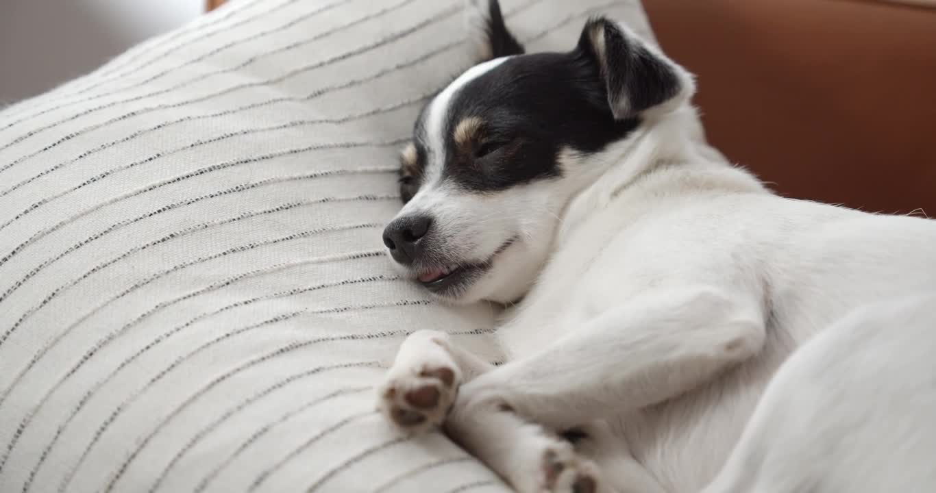 Cute dog sleeping, or almost?