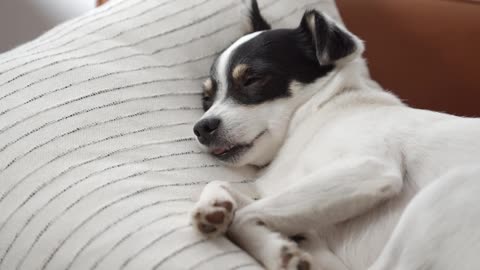 Cute dog sleeping, or almost?