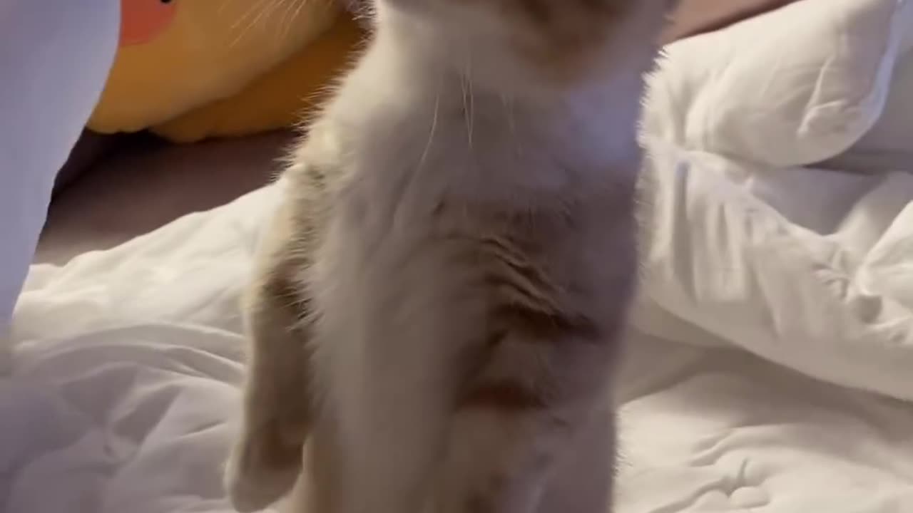 Cute cat