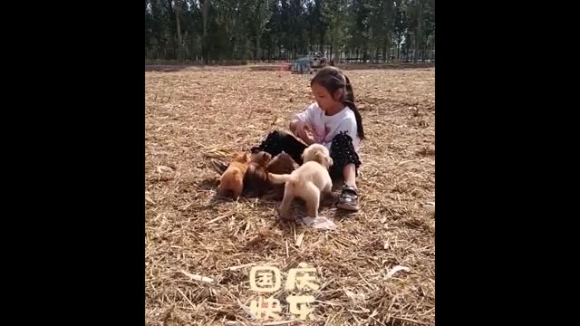 Look at the dog training in the village