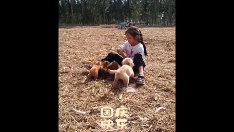 Look at the dog training in the village