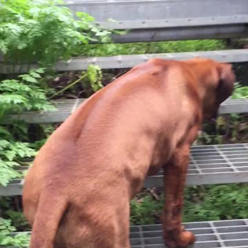 Brave & Loyal Rhodesian Ridgeback Puppy Tackles Scary Stairs