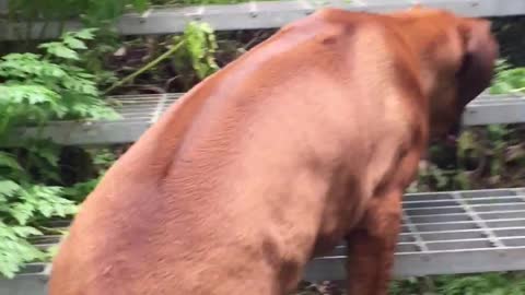 Brave & Loyal Rhodesian Ridgeback Puppy Tackles Scary Stairs