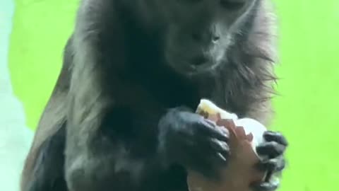 The little monkey who loves eggs