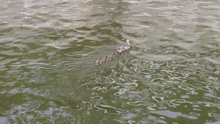 Mama Duck and her kids.... Too CUTE!!!!!!!!!