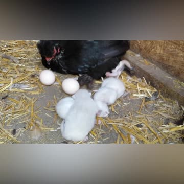Mother Hen Has Some Strange New Babies