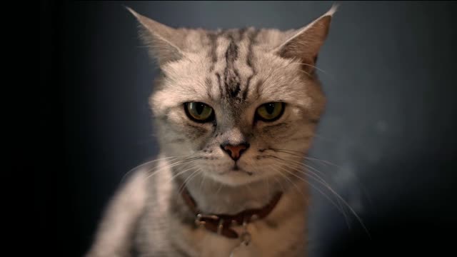 hard-eyed kitten