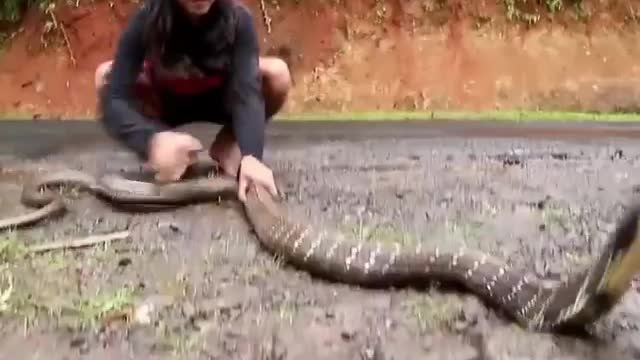 snake catch by hand