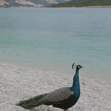 मोर नृत्य Peacock Dance Complete 2:20 & Screams High Quality HD, Pfau schlägt Rad , by Ute Neumerkel