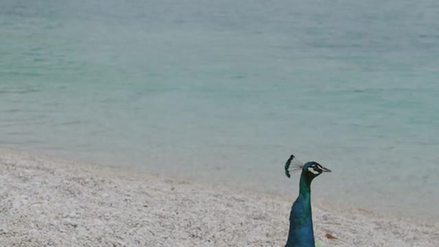 मोर नृत्य Peacock Dance Complete 2:20 & Screams High Quality HD, Pfau schlägt Rad , by Ute Neumerkel