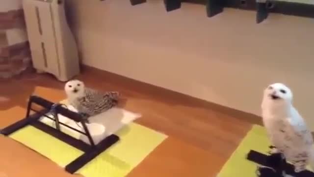 pet videos