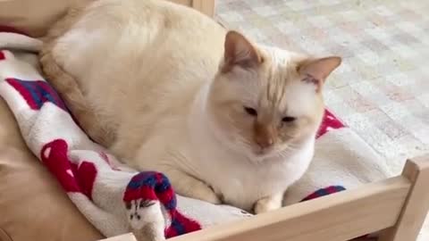Cute cat videos