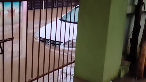 Full rain