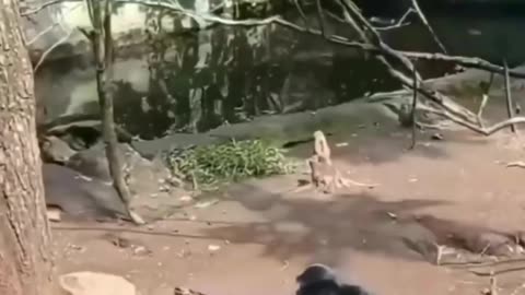 Funny animal