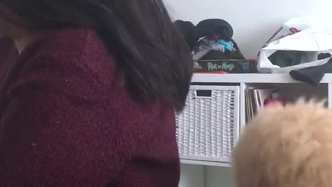 Brown dog taking hair band away from owner