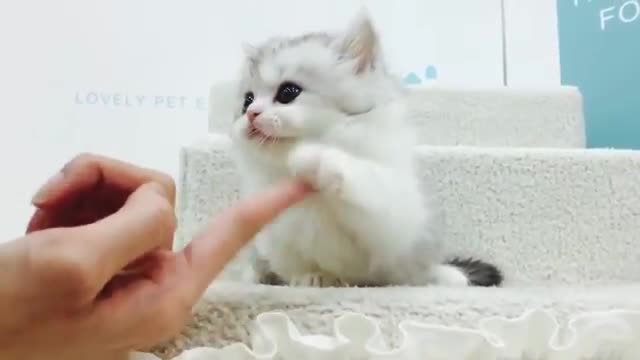 Munchkin cat (Short legs lovely cat 😍)