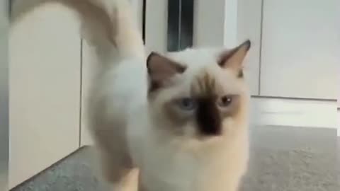 Funny Cats