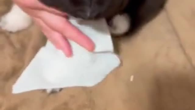 Cute dogs-- ❤️ baby dogs ---- cute and funny dog videos compilation