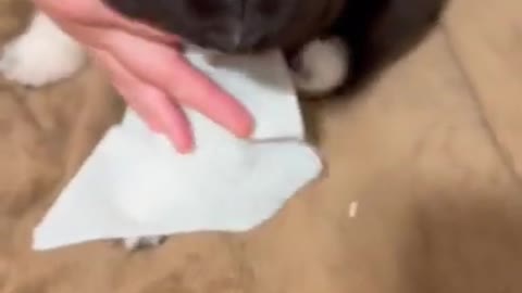 Cute dogs-- ❤️ baby dogs ---- cute and funny dog videos compilation