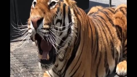 How different big cats ROAR!