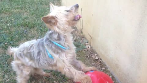 Dog stronger than Messi
