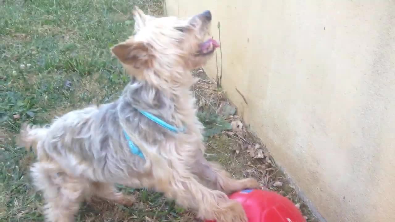 Dog stronger than Messi
