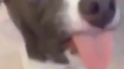 🐕Viral Dog Jump in Swimming Pool on Girl Body. #Shorts