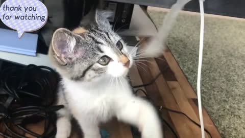 Kitten being Playful