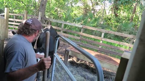 Farmer get Headbutted in the Butt by Cow
