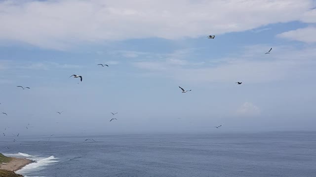 Sea near Vladivostok, birds