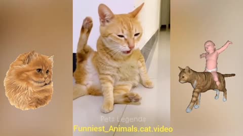 Funniest.Animals.New.FunnyCats.and.Dogs.Videos
