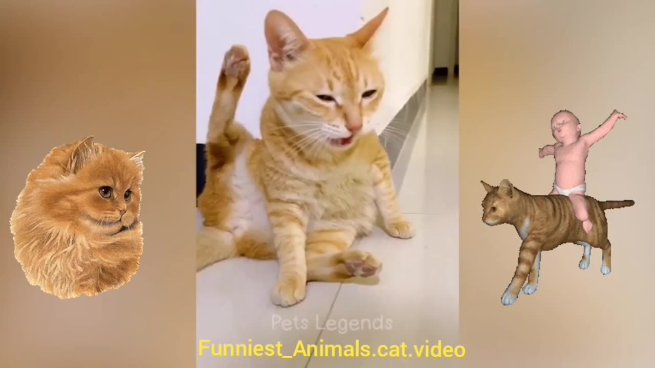 Funniest.Animals.New.FunnyCats.and.Dogs.Videos