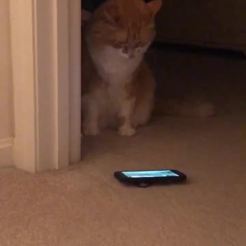 Steven the Cat watching his show