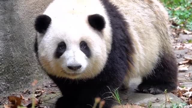 Can be lovely love pandas, who can not love