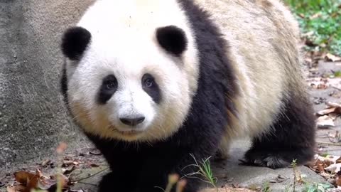 Can be lovely love pandas, who can not love