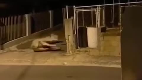 Poor Cow - Making Scared by people but funny