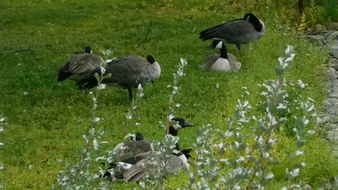 Gathered Ducks Family ' Lunch With Fresh Air '