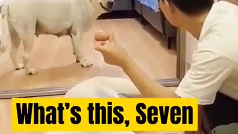 Smart Dog Training Video's 🐶 - dog training tricks 🐕 - Dog Training 🐾 #Dog