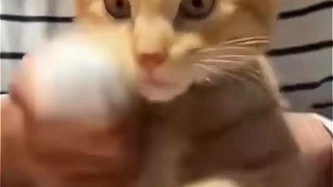 Laugh Out Loud Funny Animals! 😂🐾 Reel: 08
