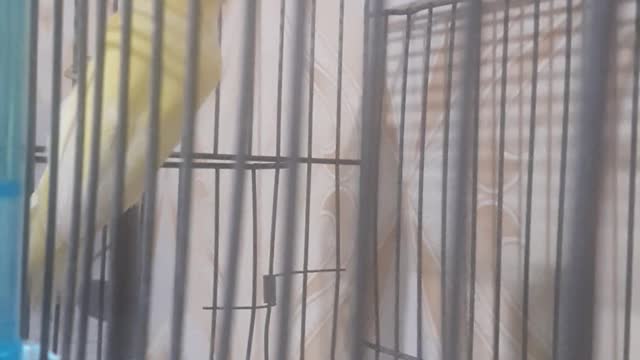 time birds the canary