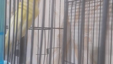 time birds the canary