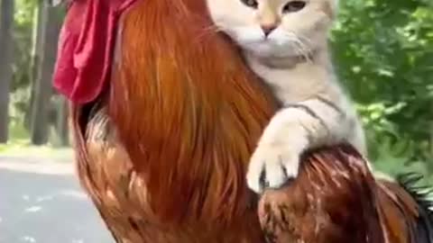 Cat and roster friendship