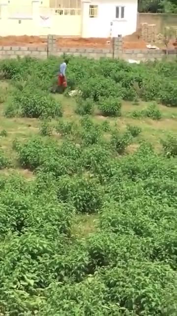 US Invaded by actual GOAT f*ckers