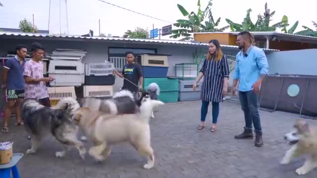 Ternak anjing eksptis raksasa tibet ko bisa di indo